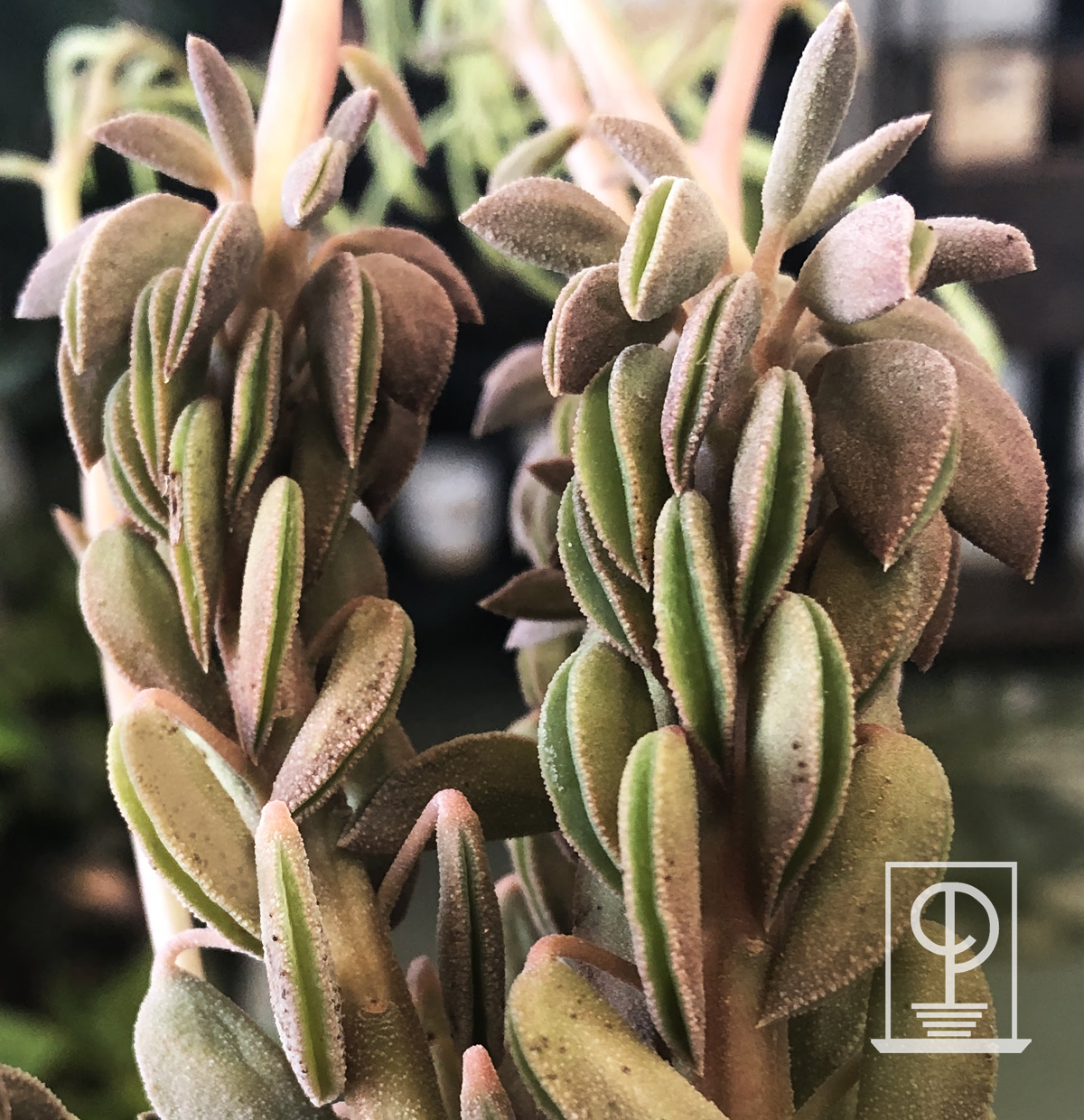 Peperomia axillaris