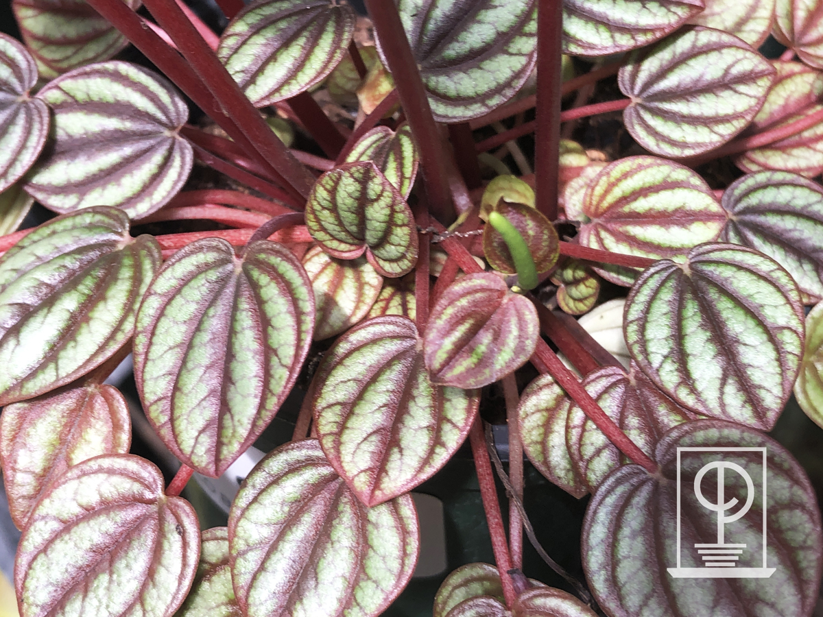 Peperomia caperata