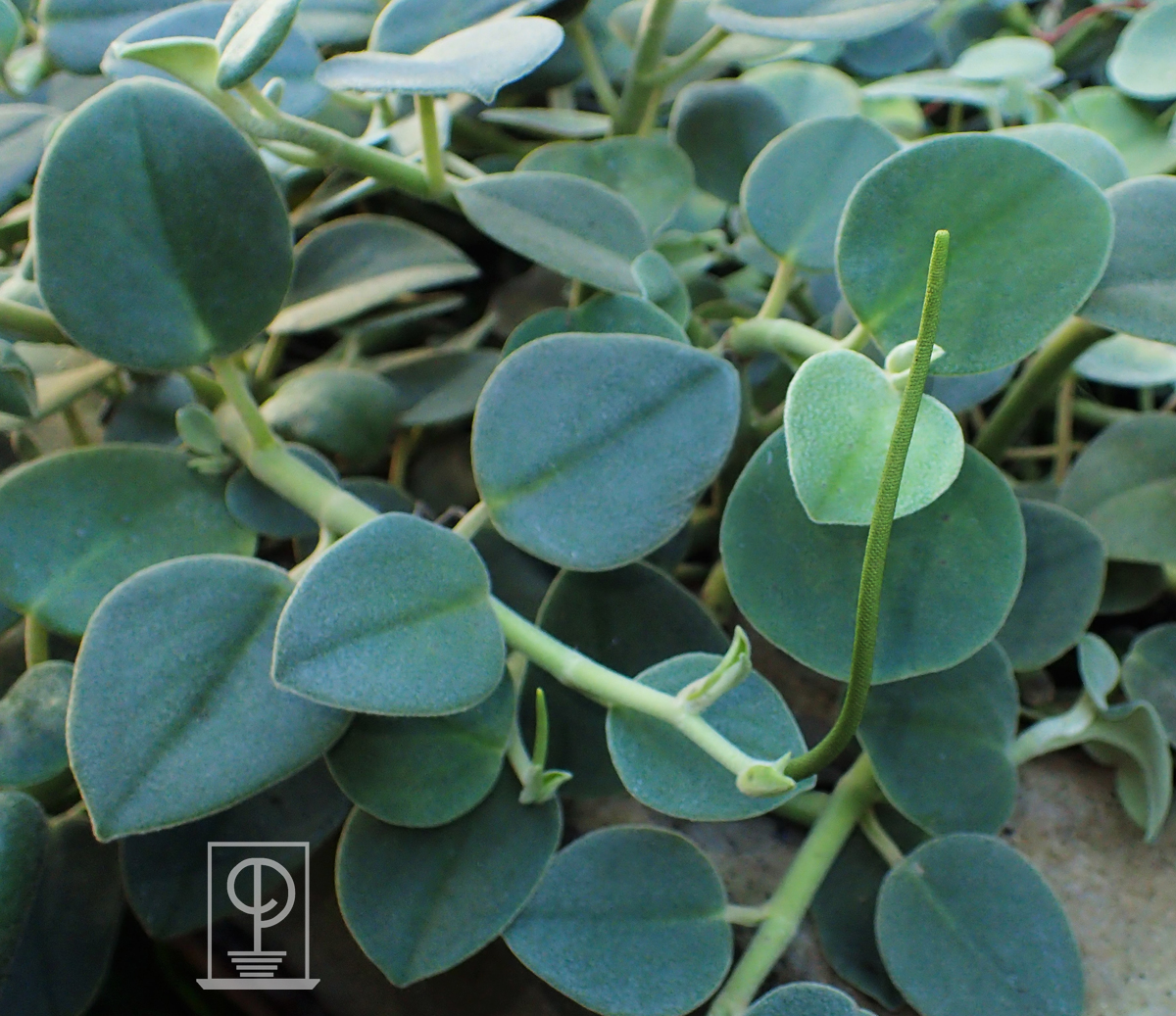 Peperomia incana
