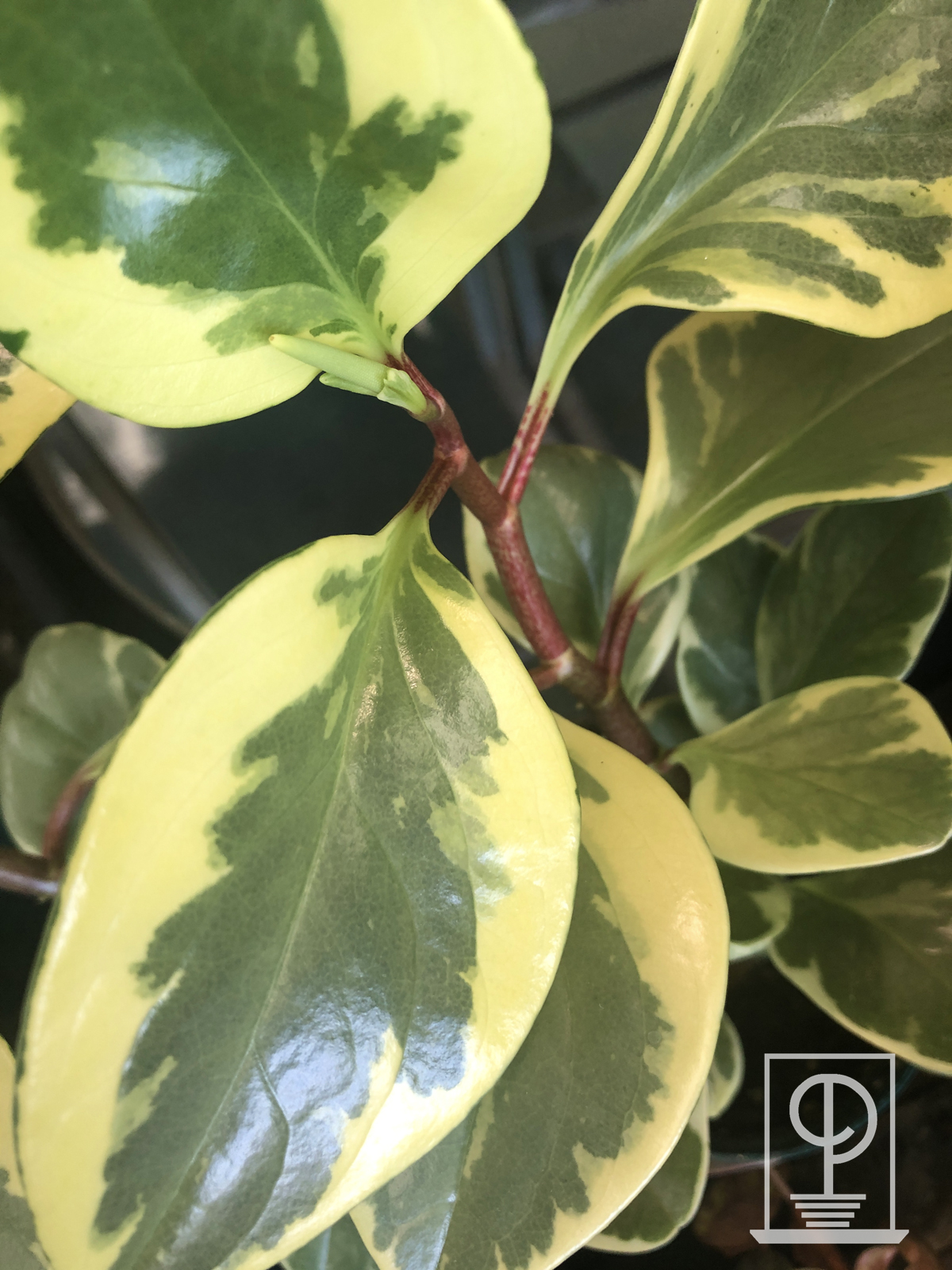 Peperomia obtusifolia