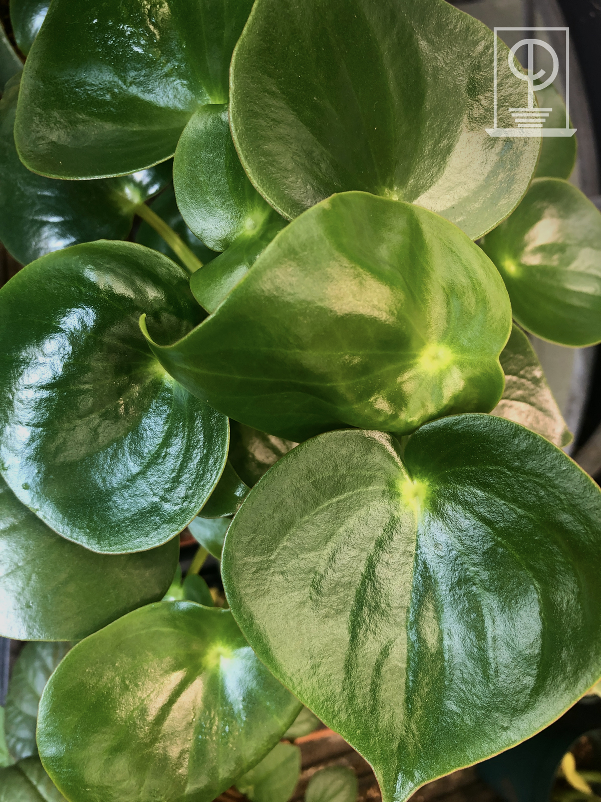 Peperomia polybotrya