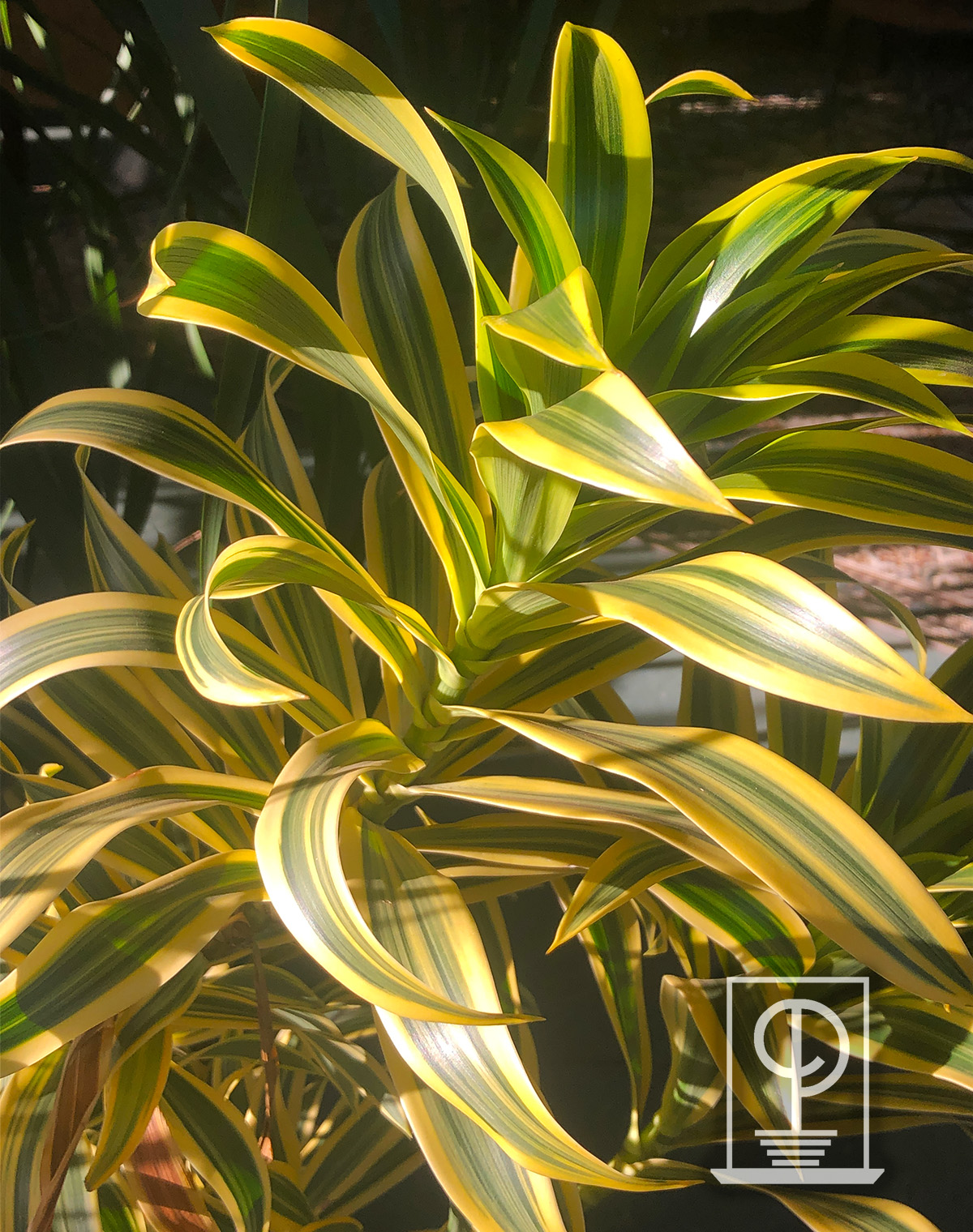 Dracaena reflexa