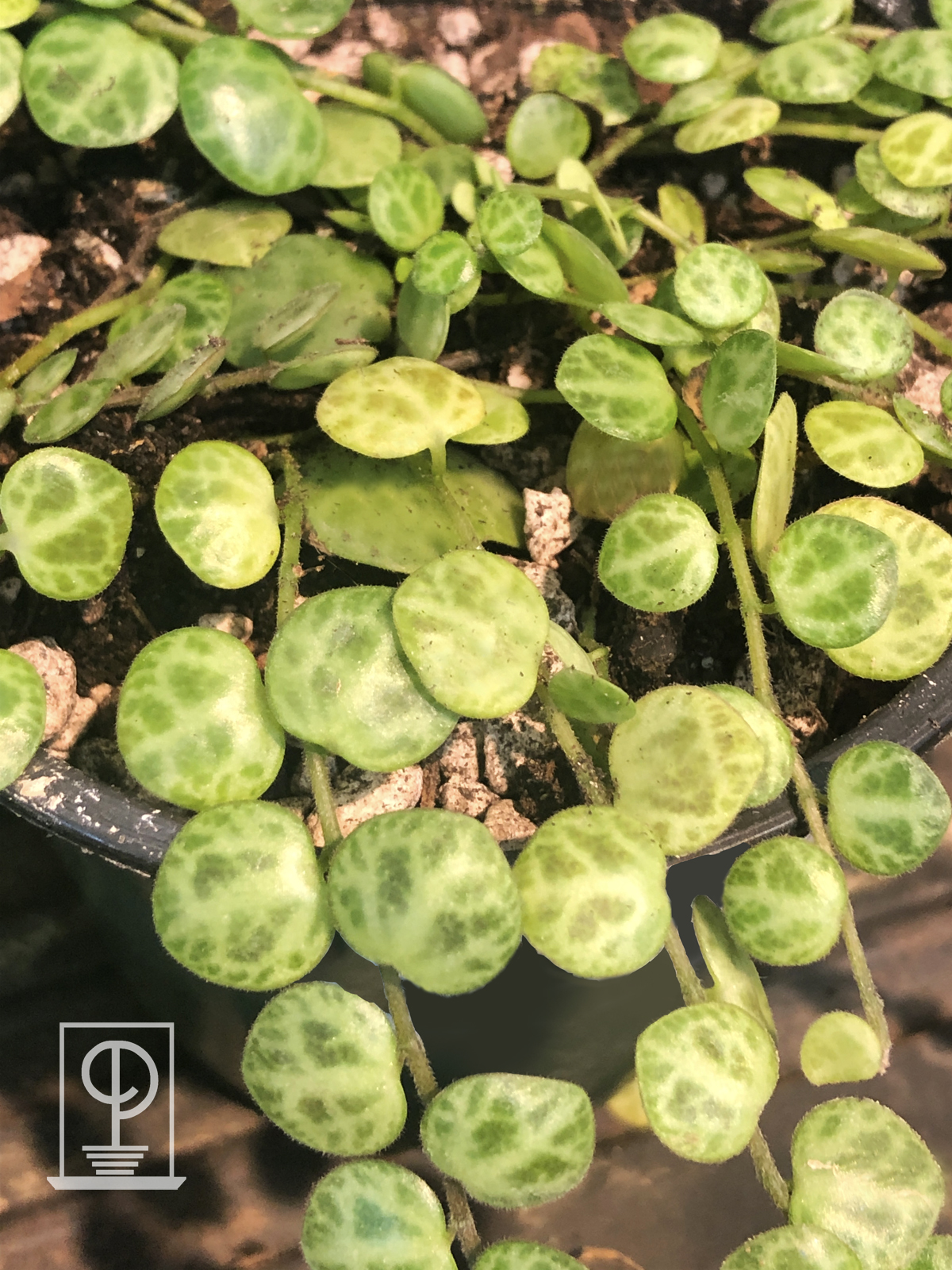 Peperomia prostrata