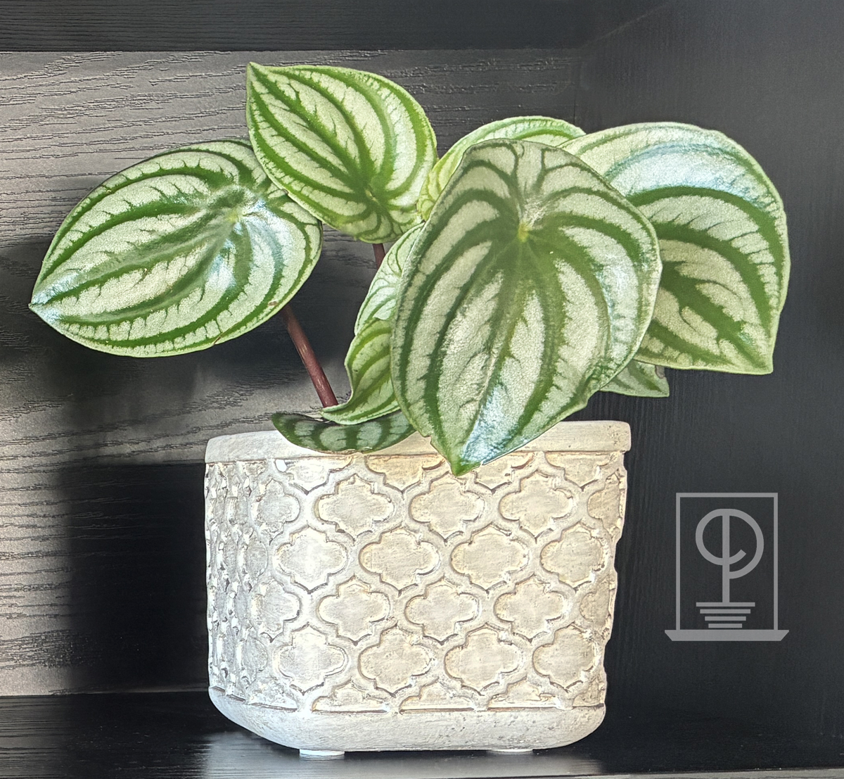 Peperomia argyreia