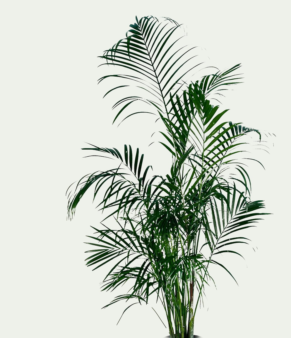 Areca Palm