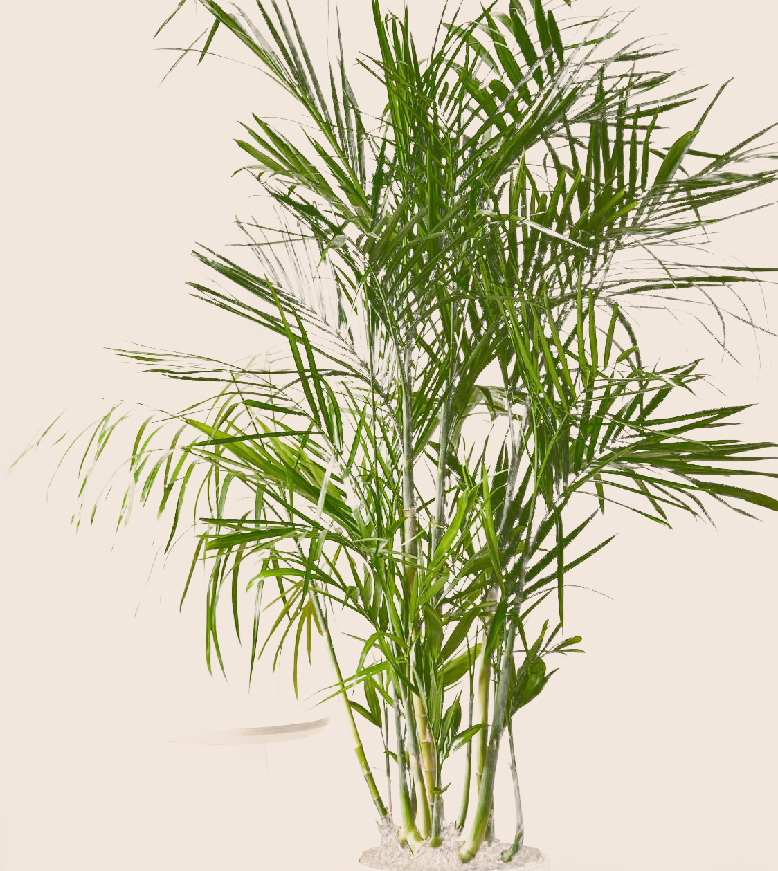 Bamboo Palm