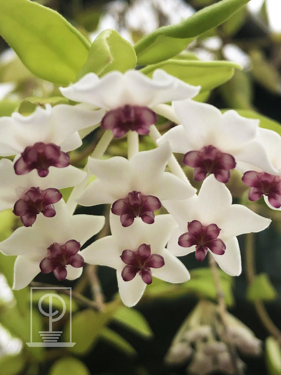 Hoya bella