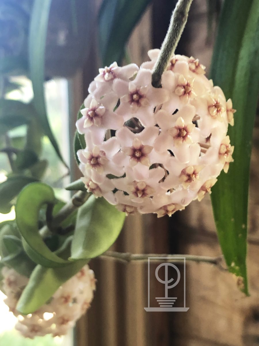 Hoya carnosa