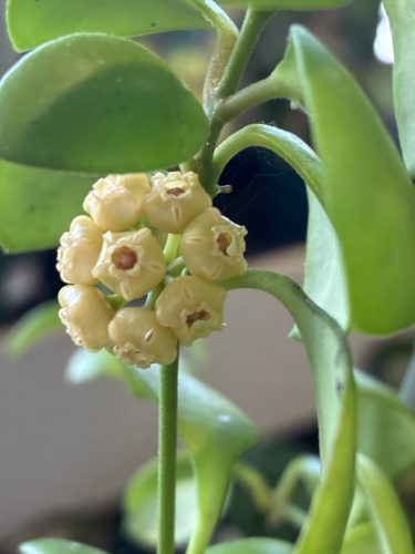 Hoya heuschkeliana