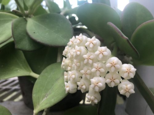 Hoya pachyclada