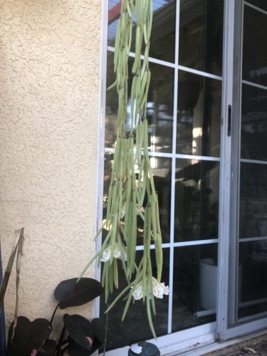 Hoya linearis