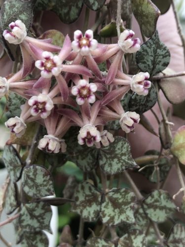 Hoya curtisii