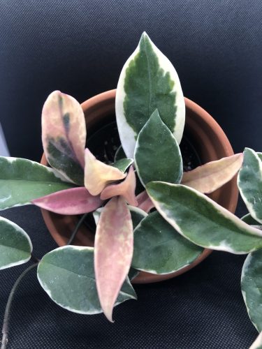 Hoya carnosa ‘Crimson Queen’