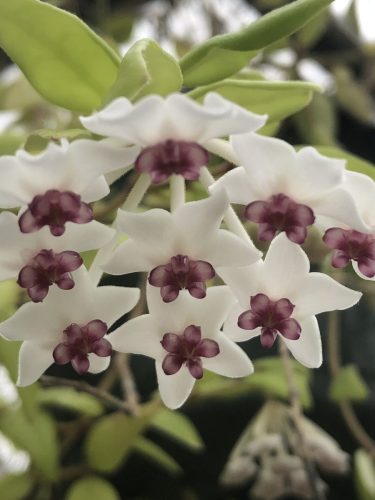 Hoya bella