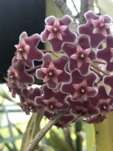 Hoya pubicalyx