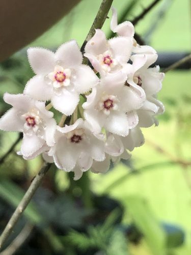 Hoya shepherdii