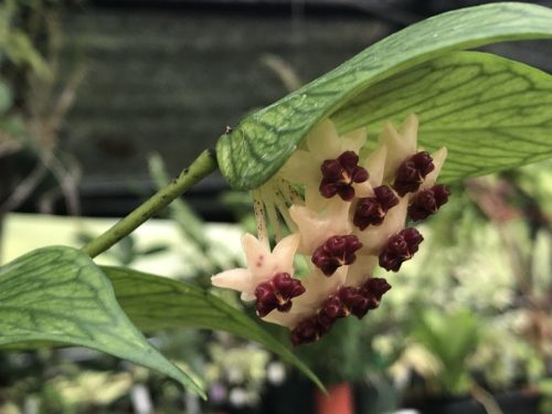 Hoya polynera