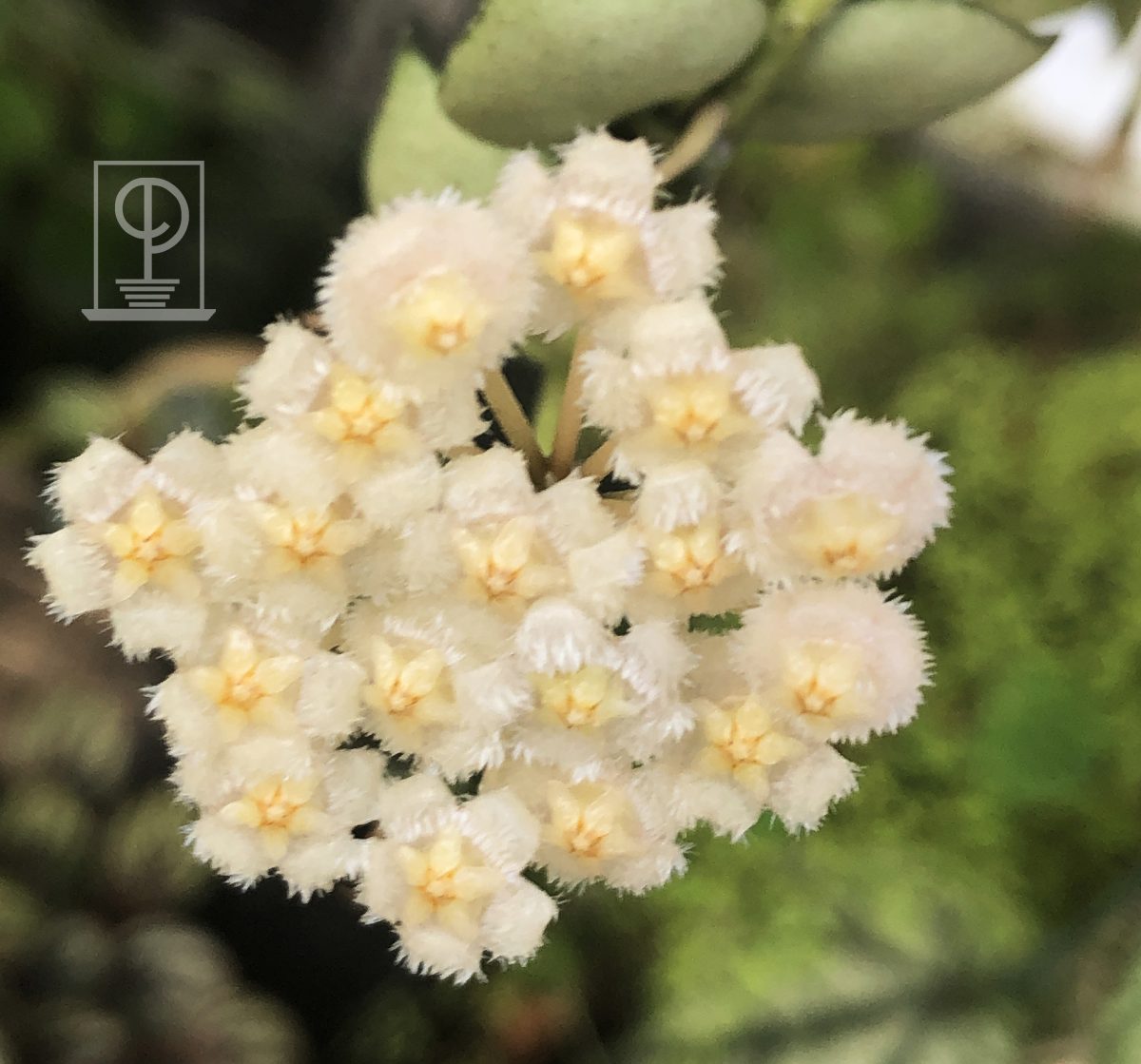 Hoya krohniana