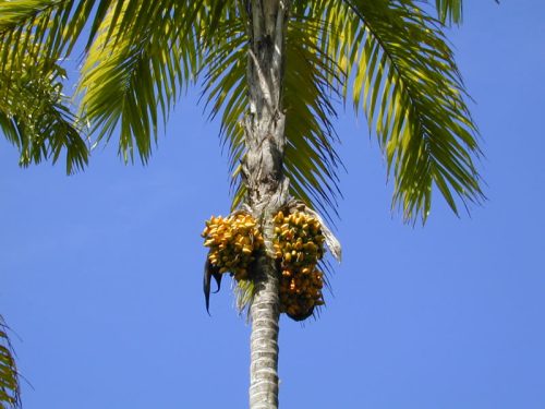 Heart of Palm