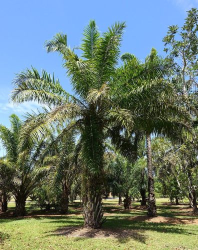 Palm Oil