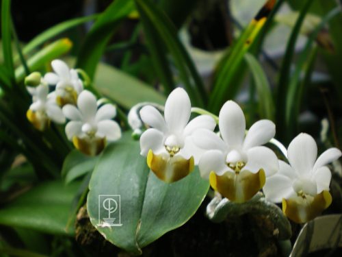 Phalaenopsis lobbii