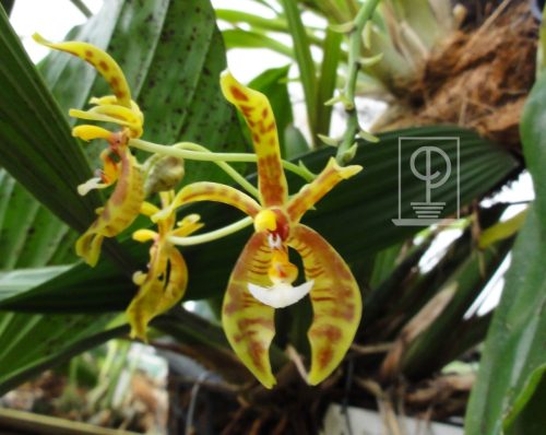 Phalaenopsis mannii