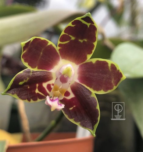 Phalaenopsis venosa
